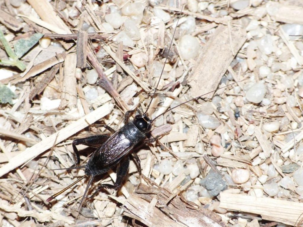 Gryllidae: Svercus palmetorum